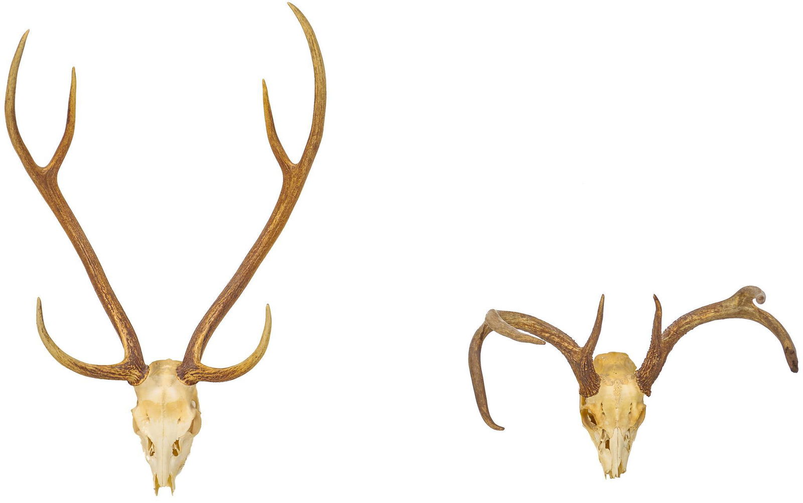 Vintage Deer and Elk Taxidermy Horn Mounts (1 of 6)