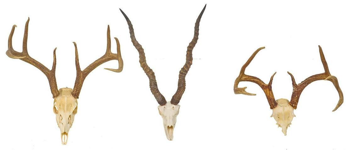 Vintage Deer and Black Buck Taxidermy Horn Mounts (1 of 4)