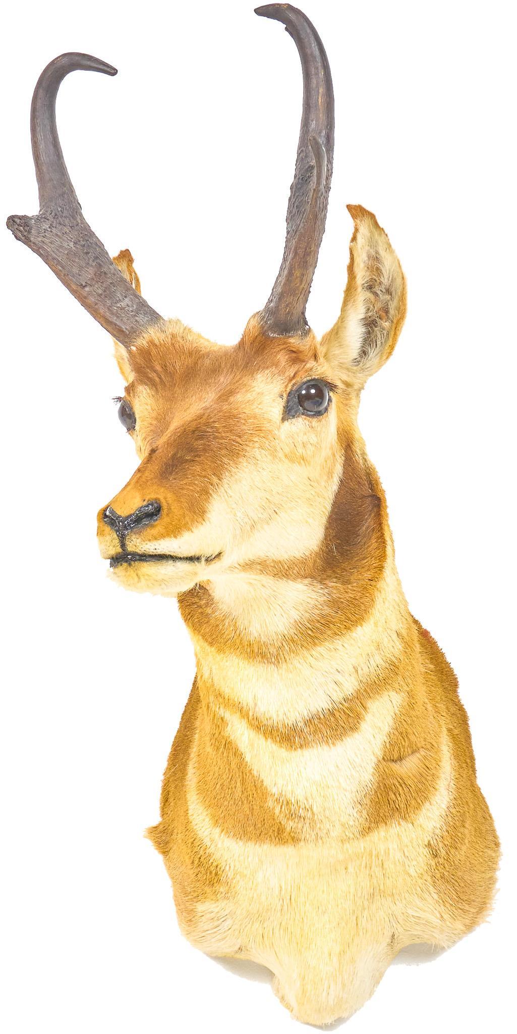 Vintage Prong Horn Deer Taxidermy Mount (1 of 5)