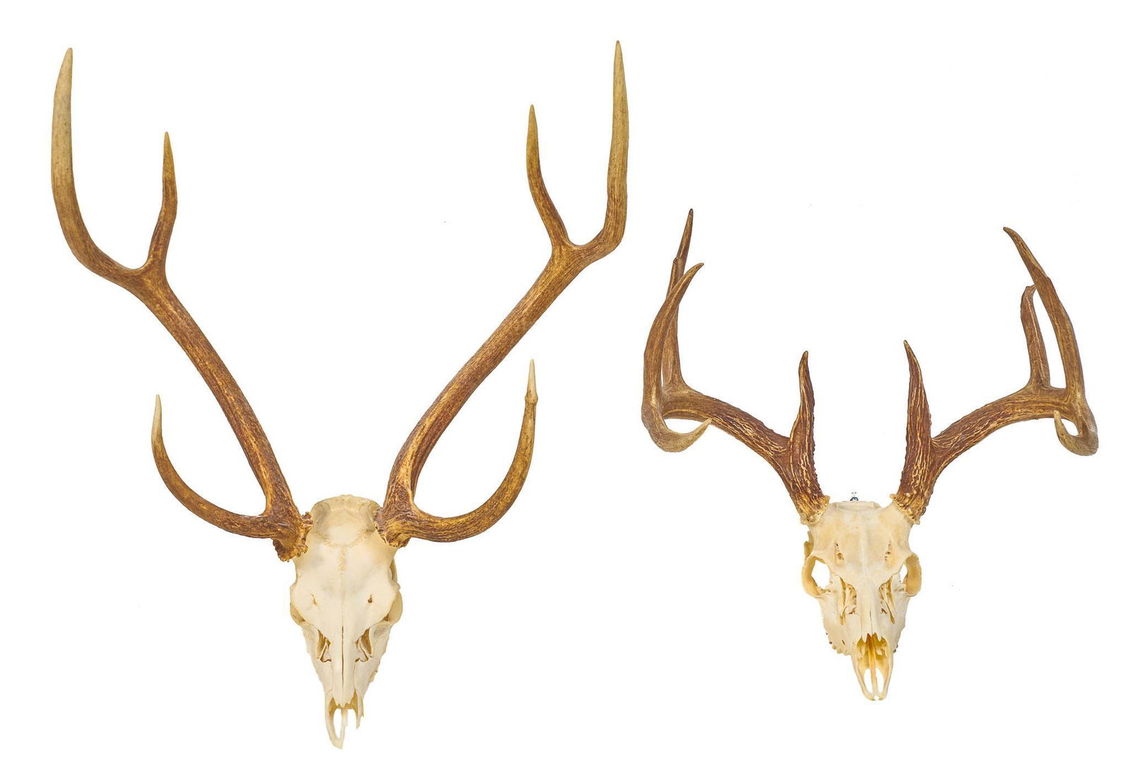 Vintage Deer and Elk Taxidermy Horn Mounts (1 of 7)