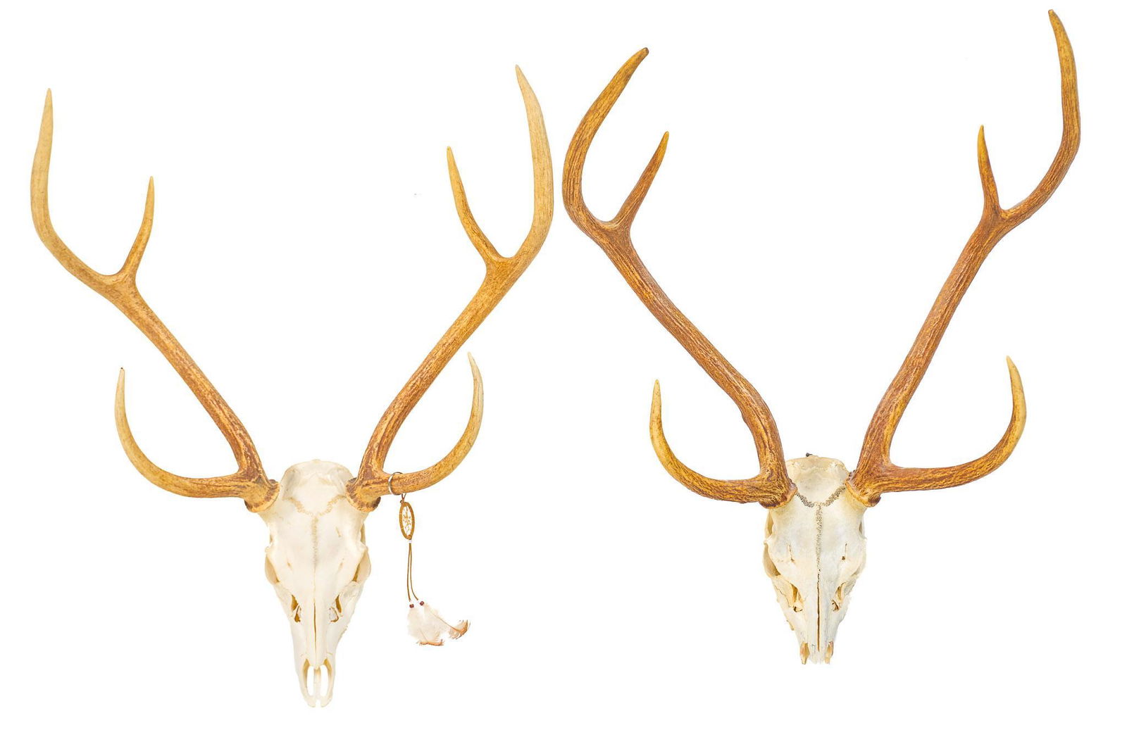 Pair of Vintage Elk Taxidermy Skull Mounts (1 of 8)