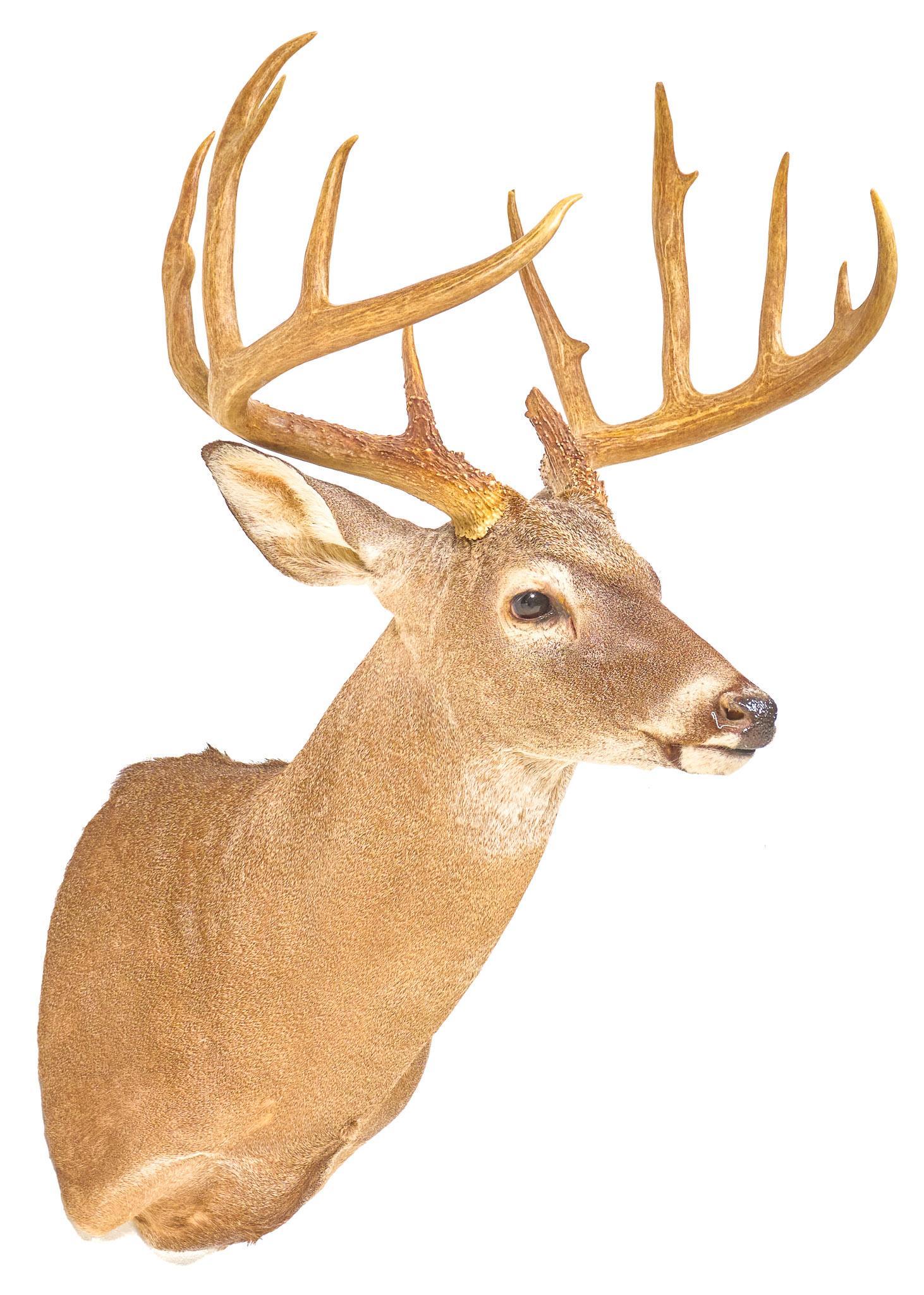 Vintage White Tail Deer Taxidermy Wall Mount (1 of 5)