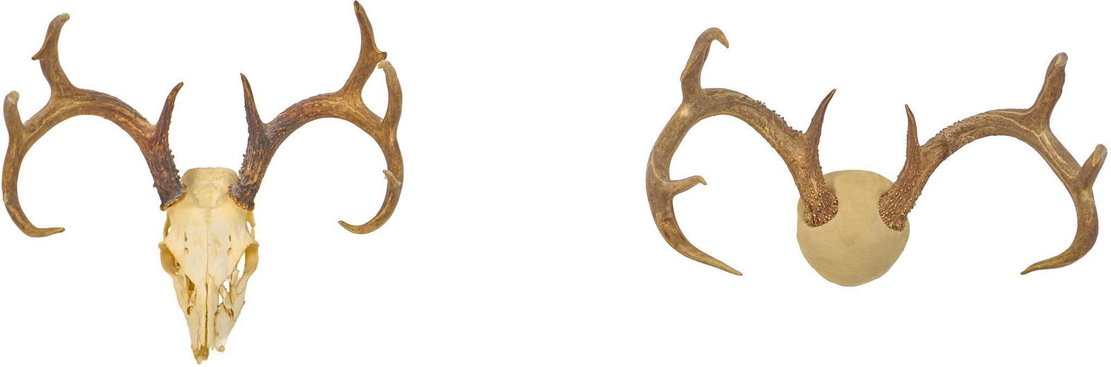 Pair of Vintage Deer Taxidermy Horn Mounts (1 of 7)