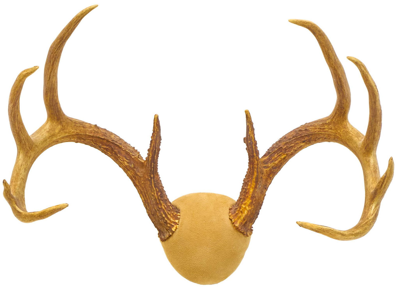 Vintage Deer Taxidermy Horn Mount (1 of 5)