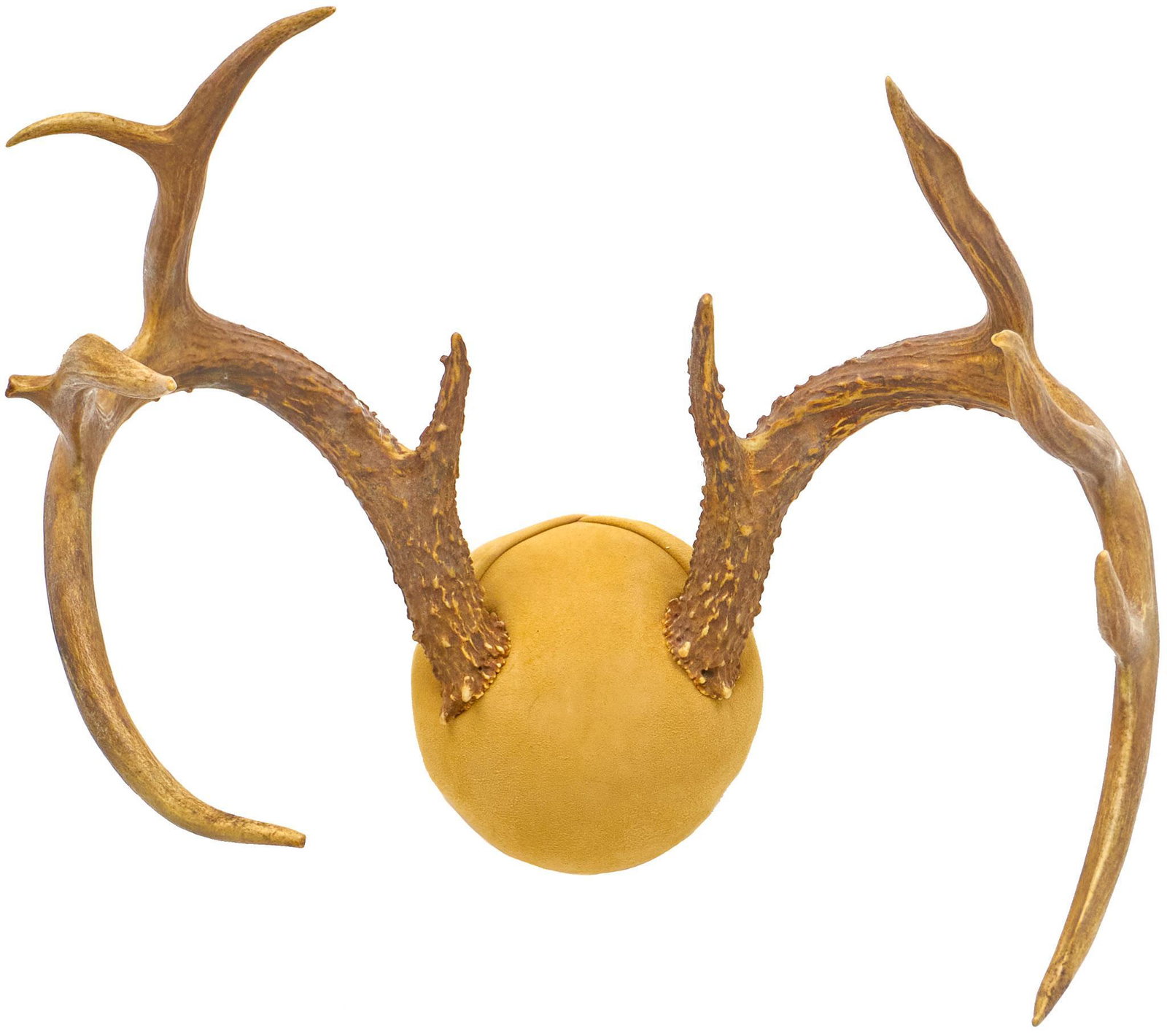 Vintage Deer Taxidermy Horn Mount (1 of 5)