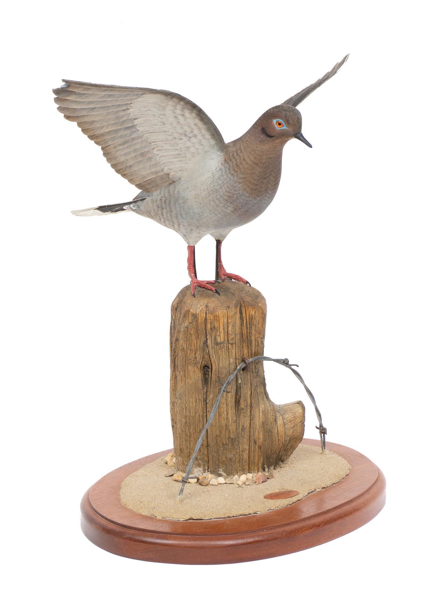 Vintage Dove Taxidermy Wall Mount (1 of 7)