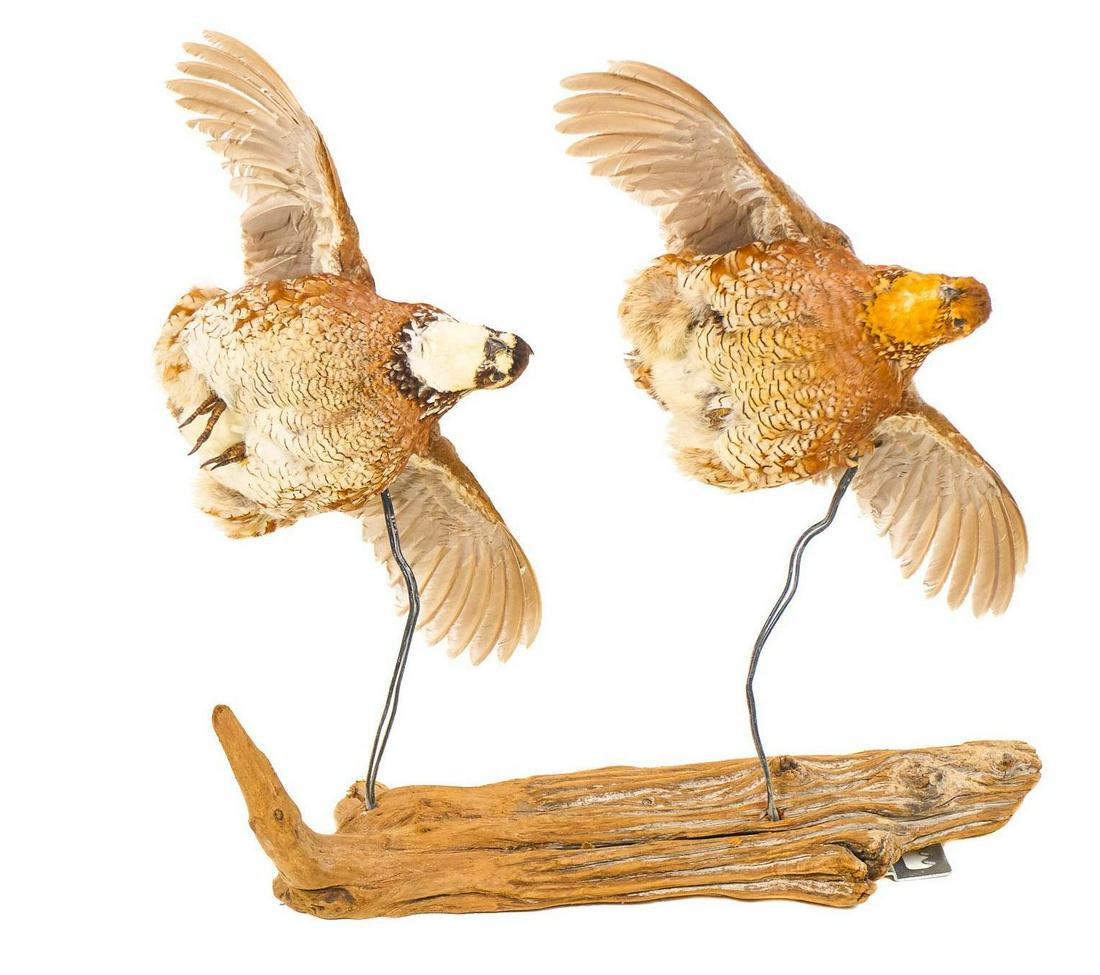 Pair of Full Body Quail Taxidermy Mounts on Stand (1 of 5)