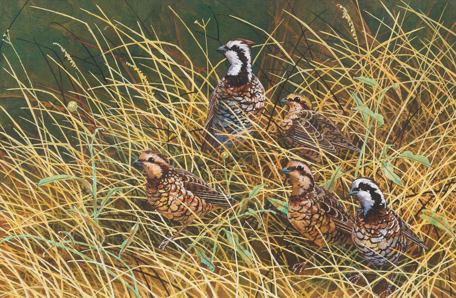 Bill Bristow (b. 1937), "Protected Covey" (1 of 5)