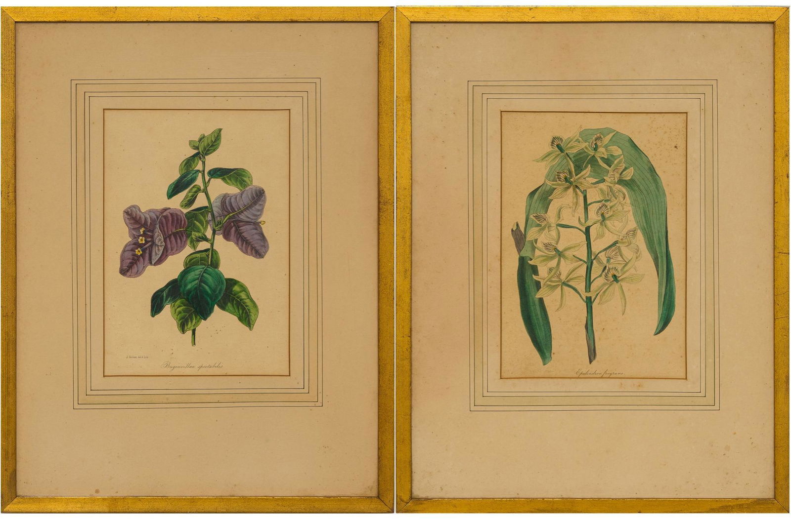 Set of 2 Botanicals (1 of 9)