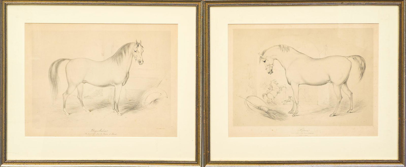 R.J. Lane a. Harvey, "Bay Arabian" (1 of 11)