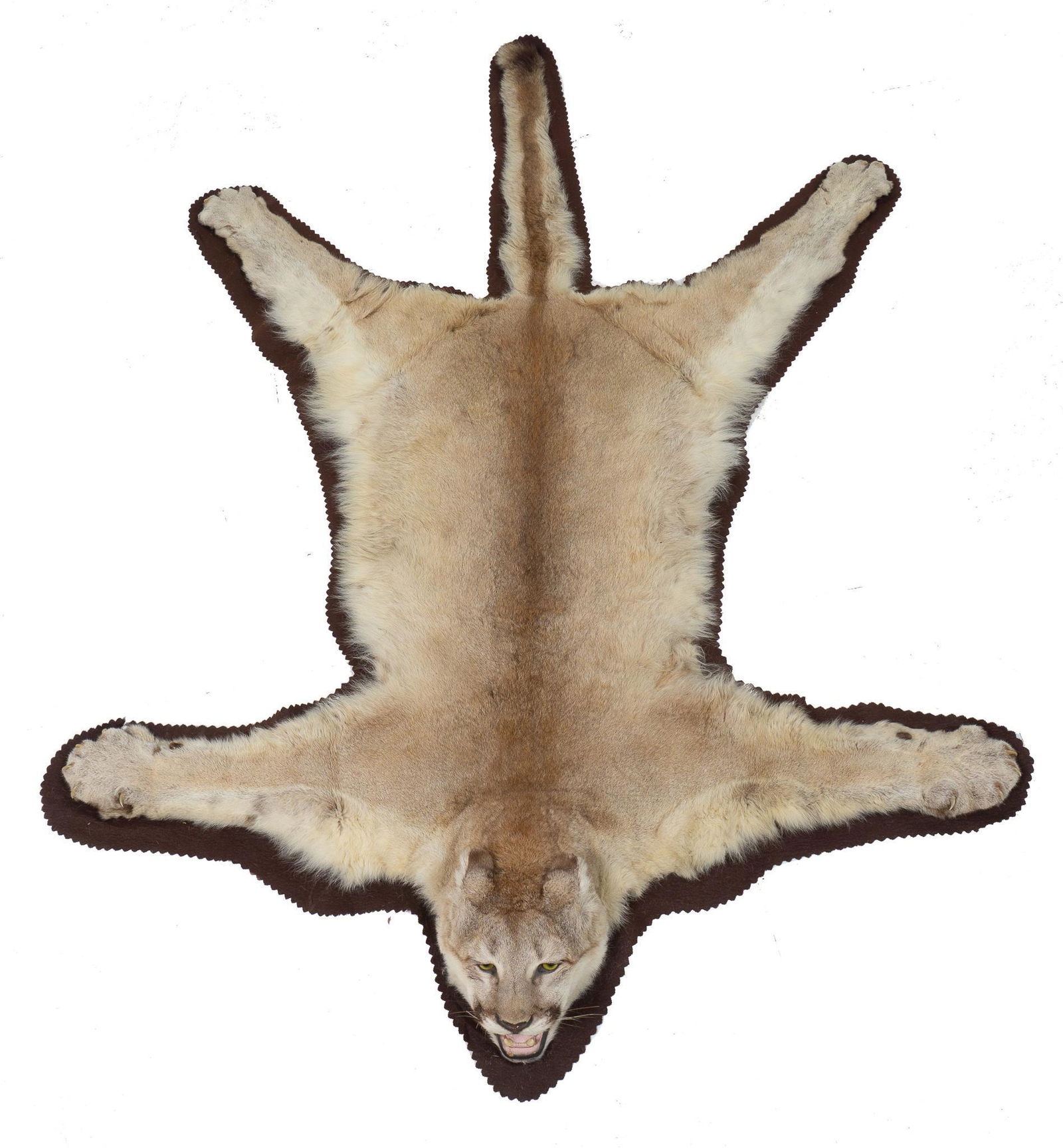 Mountain Lion Taxidermy Rug (1 of 5)
