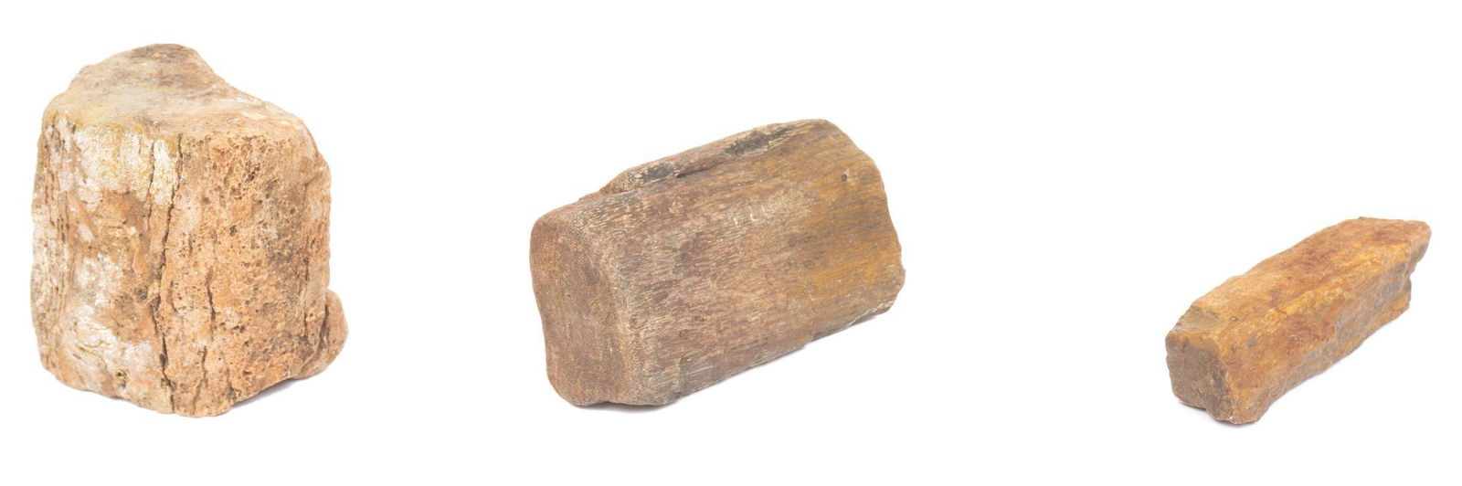 Collection of 3 Petrified Wood (1 of 5)
