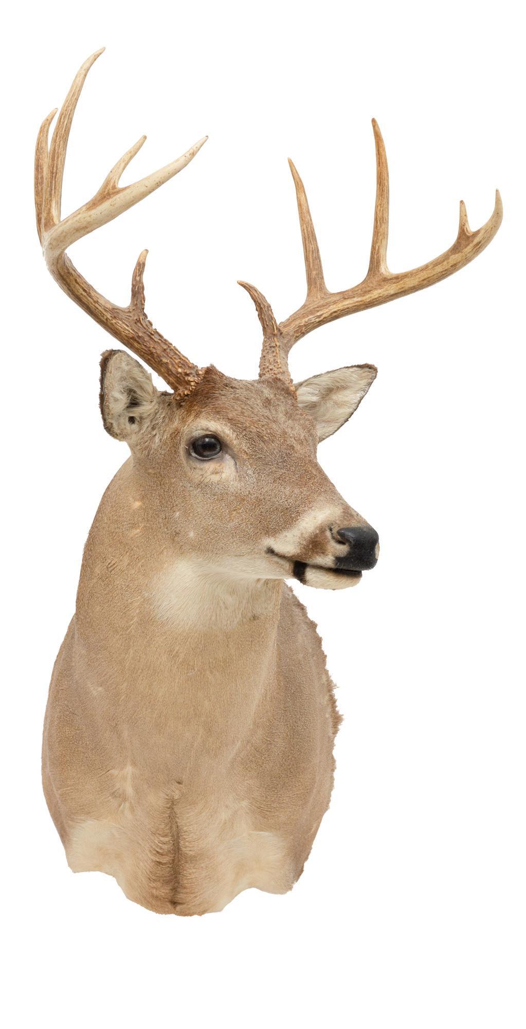 Vintage White Tail Deer Taxidermy Wall Mount (1 of 5)