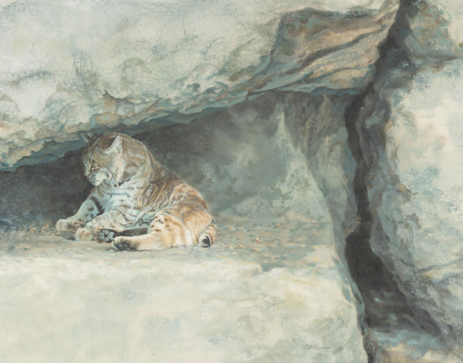 Cal Pearson, Bobcat (1 of 4)