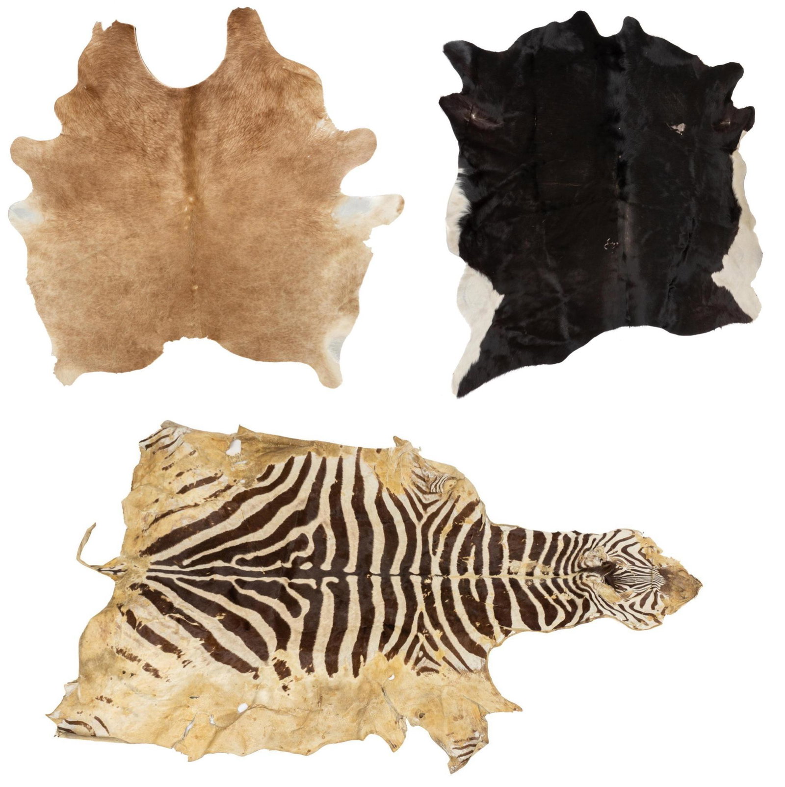 Set of Three Hides, Including Zebra: Set of three hides, to include zebra 83"h x 82"w We happily provide seamless shipping services on everything we sell. Please email us at shipping@vogtauction.com or call 210-971-5750 for more informat