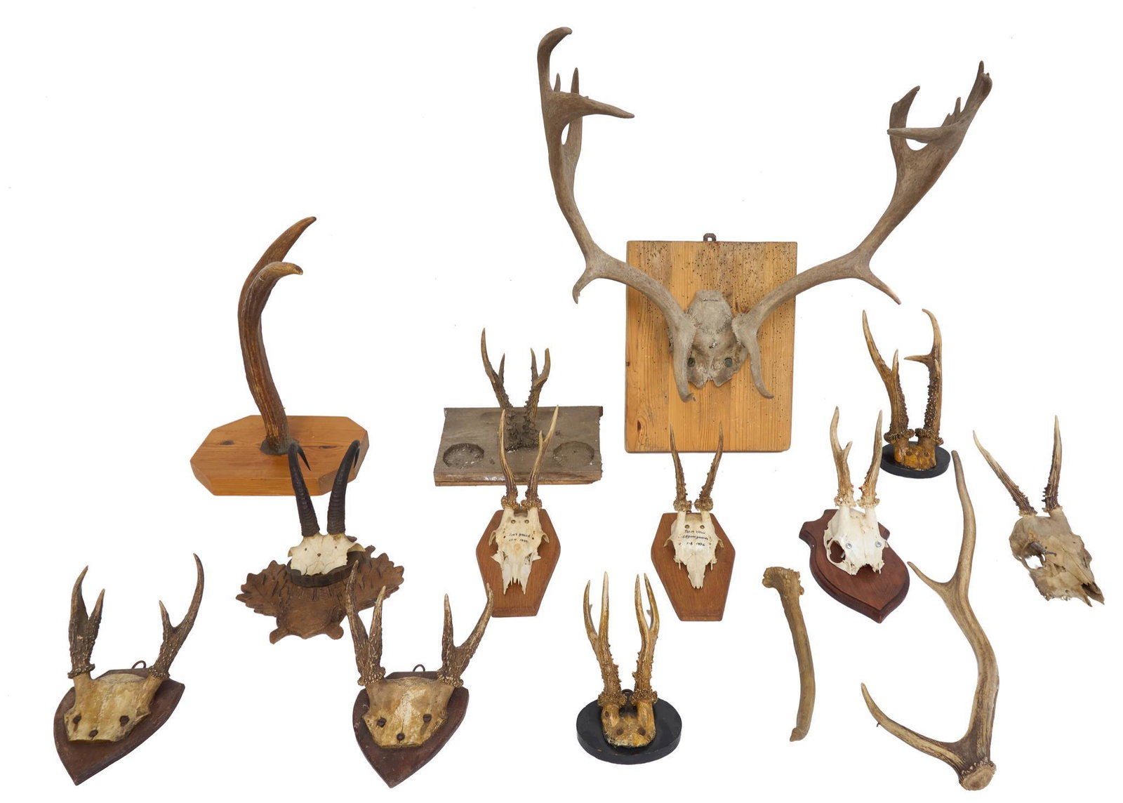 Lot of Trophy Antlers: Lot of trophy antler racks, mounted 22"h x 10.5"w x 17"d/ largest We happily provide seamless shipping services on everything we sell. Please email us at shipping@vogtauction.com or call 210-971-5750 