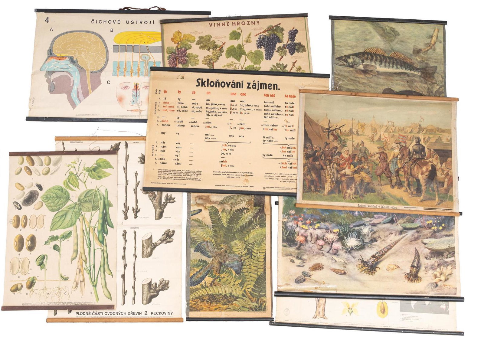 Lot of 10 Vintage Educational Posters: Lot of ten vintage hanging posters depicting botanical lifecycles, human anatomy, history 39"h x 27"w We happily provide seamless shipping services on everything we sell. Please email us at shipping@v