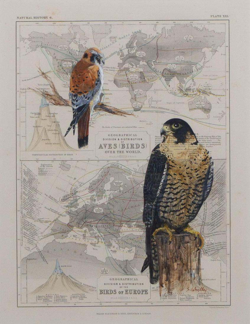 Stephanie Woolley (b. 1954, NM), "Peregrine and (1 of 8)