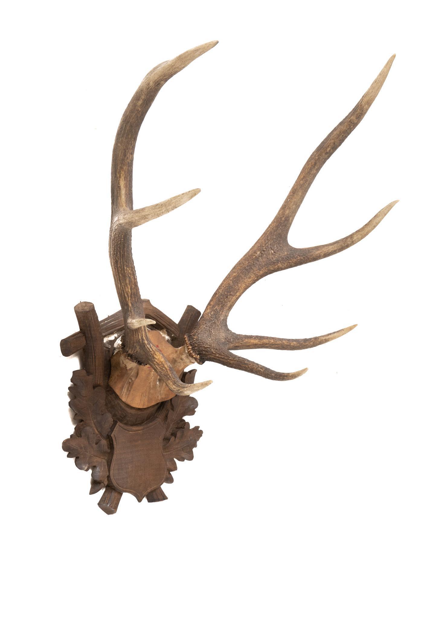 Black Forest Mounted Antlers (1 of 5)