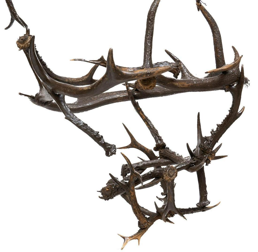 Taxidermy Deer Antler Chandelier (1 of 5)