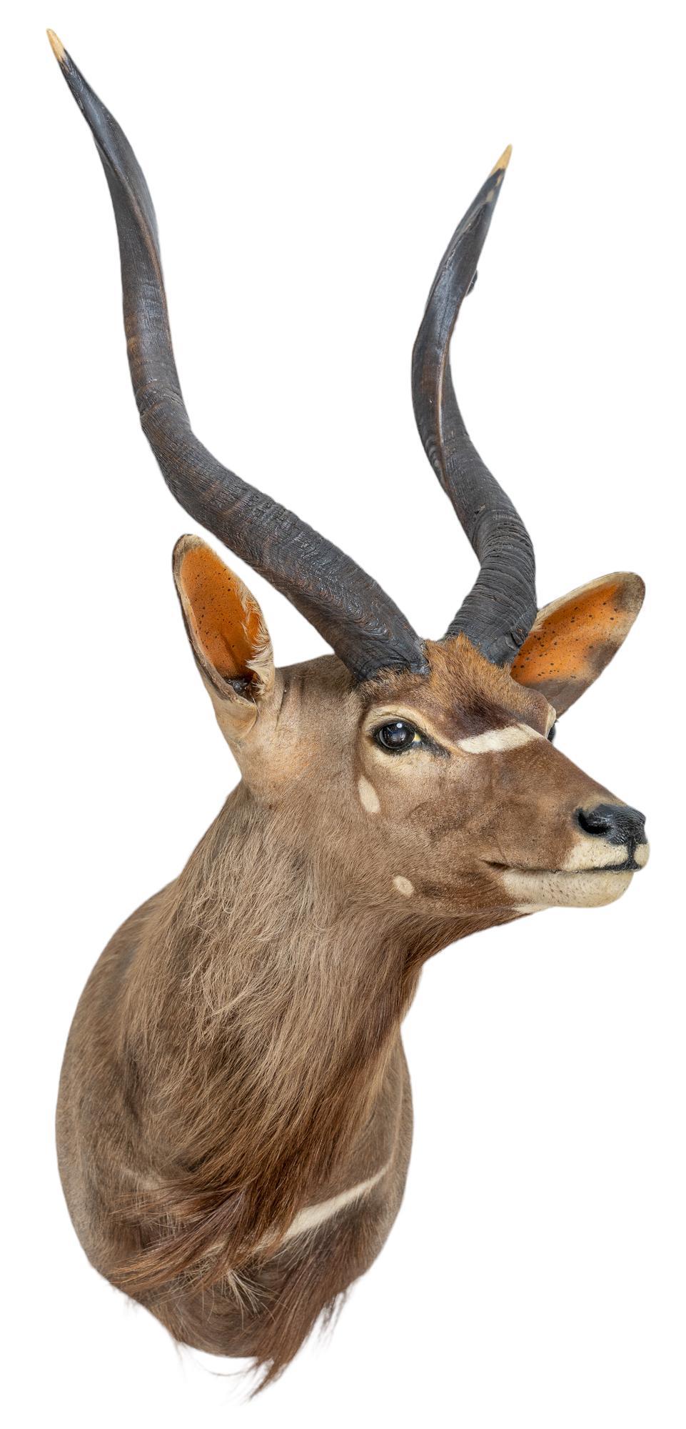 Vintage Nyala Taxidermy Mount (1 of 4)