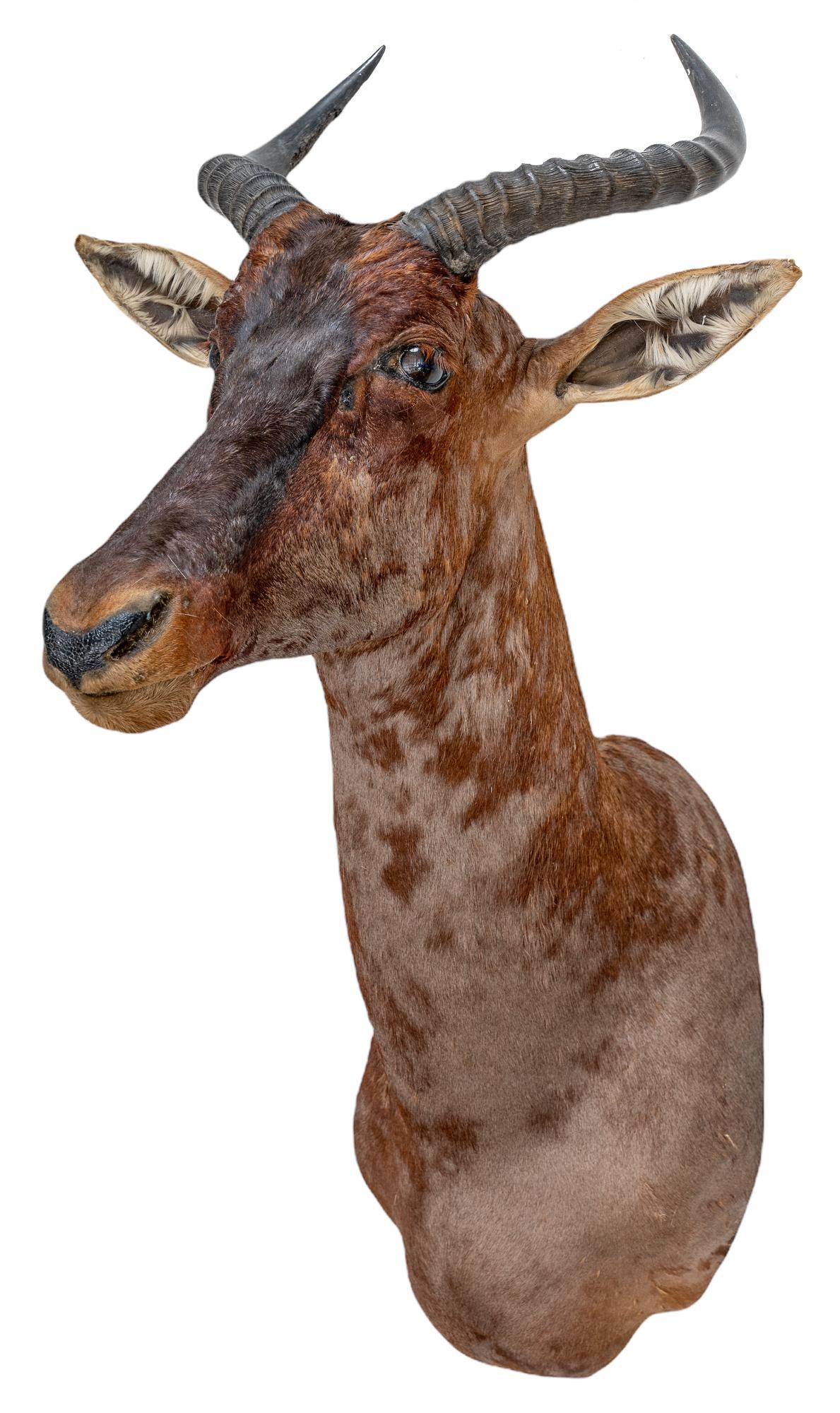 Vintage Topi Antelope Taxidermy Mount (1 of 3)
