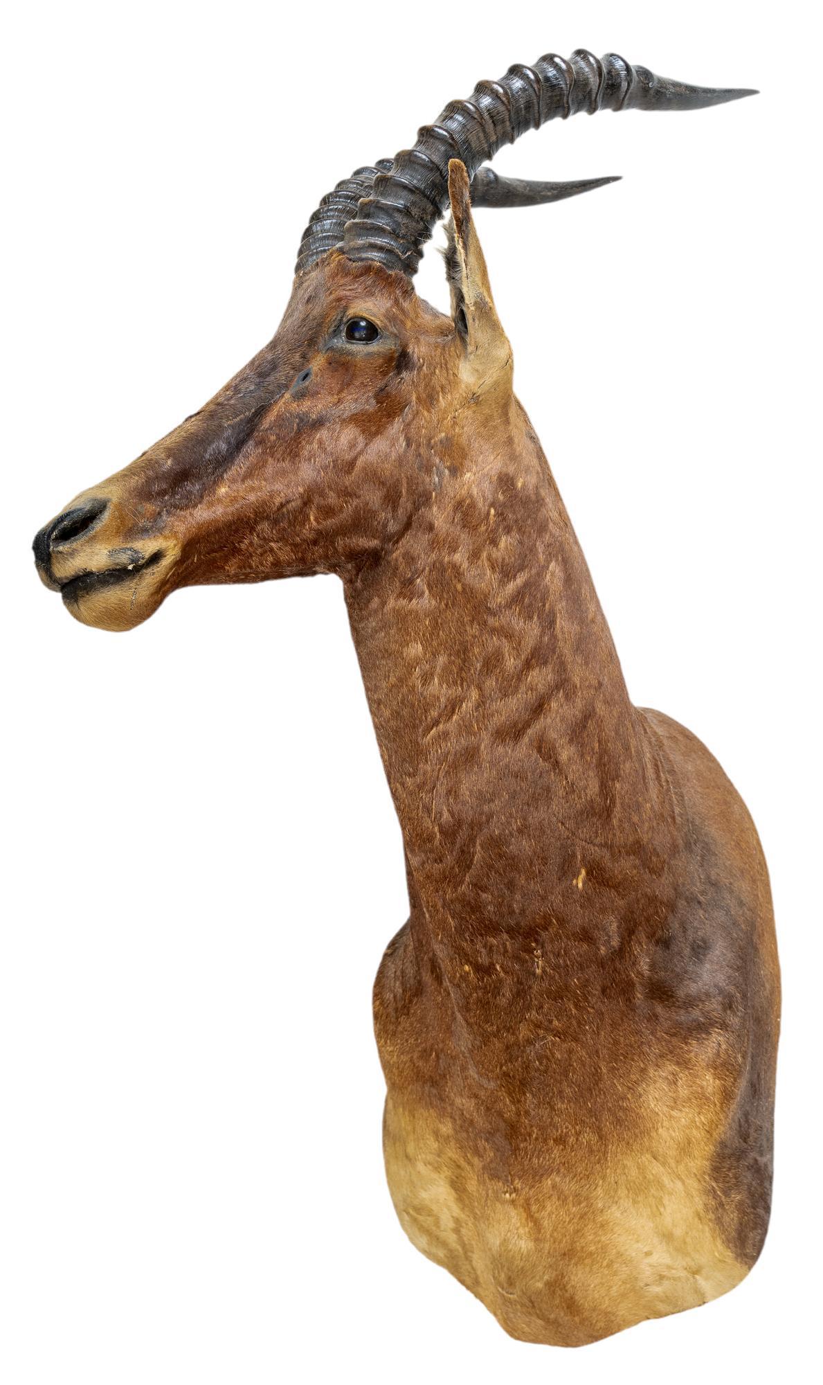 Vintage Atypical Hartebeest Taxidermy Mount (1 of 3)