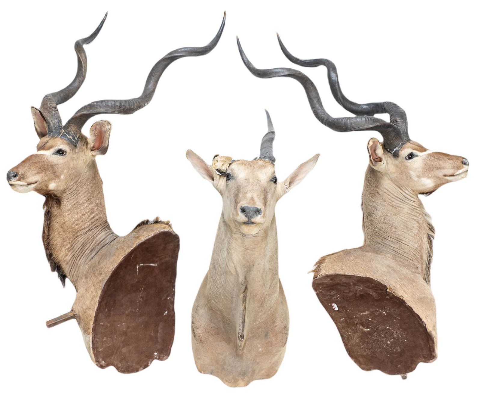 Collection of (3) Vintage Kudu and Eland Mounts (1 of 5)