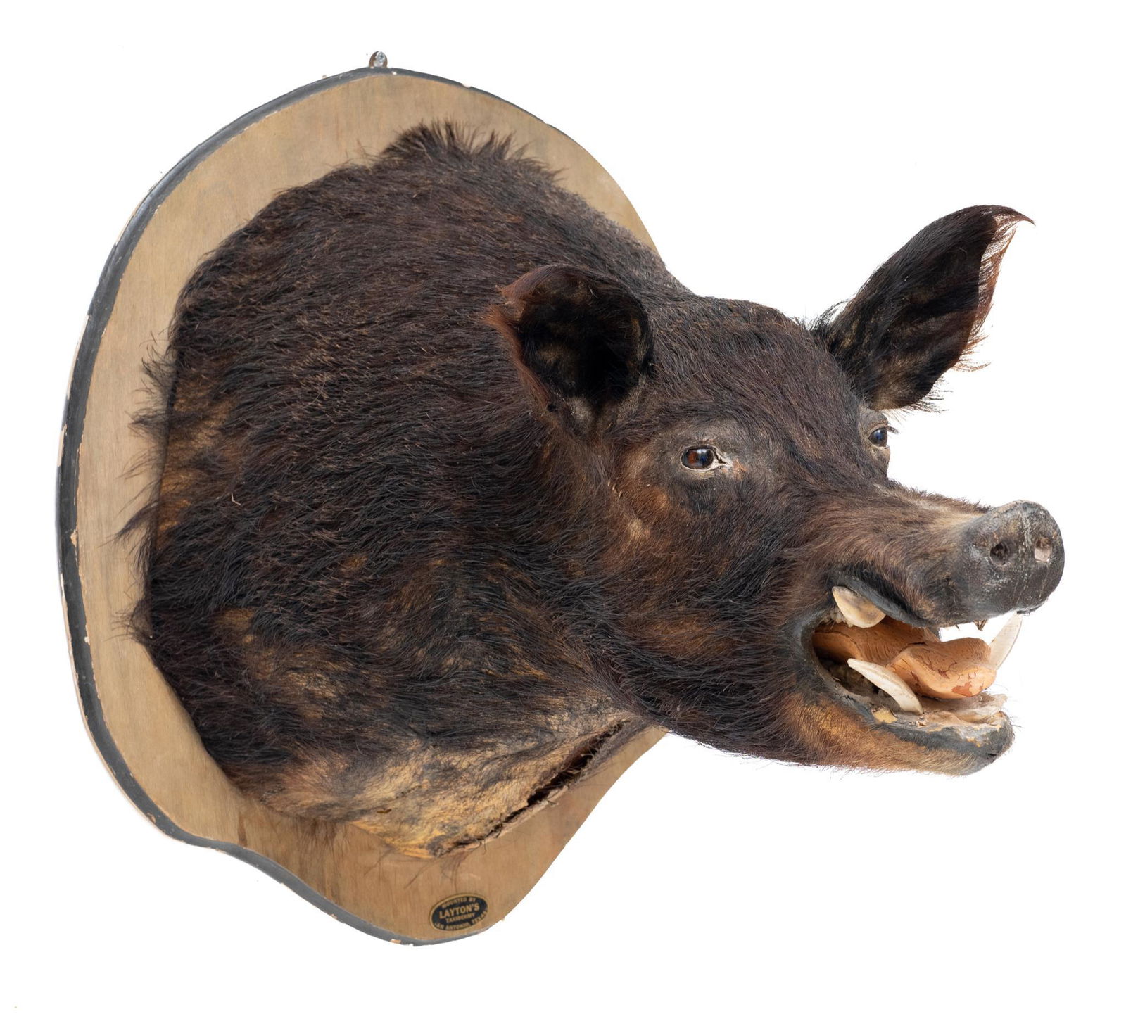 Vintage Wild Hog Taxidermy Mount (1 of 4)
