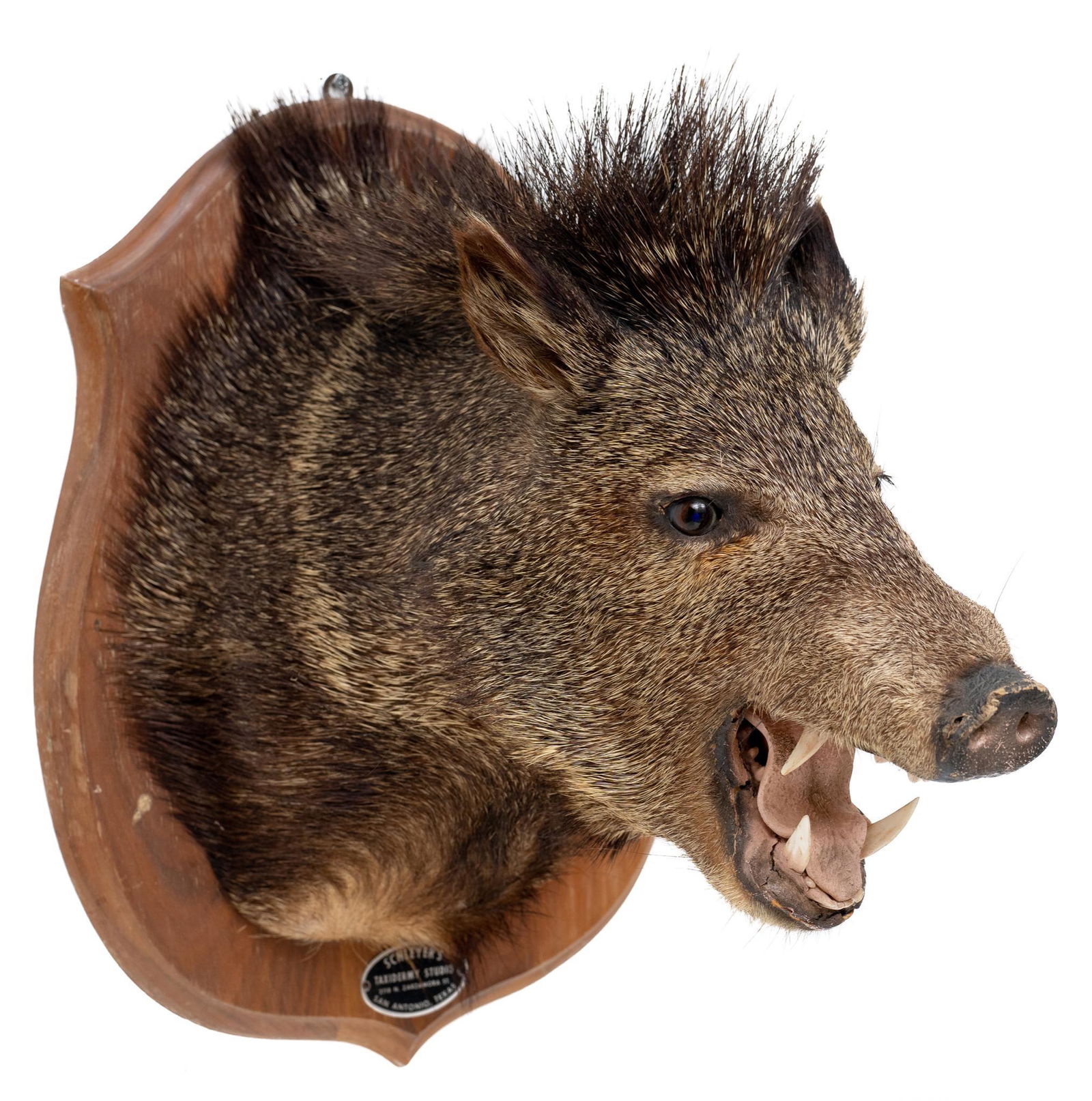 Vintage Javelina Taxidermy Mount (1 of 4)