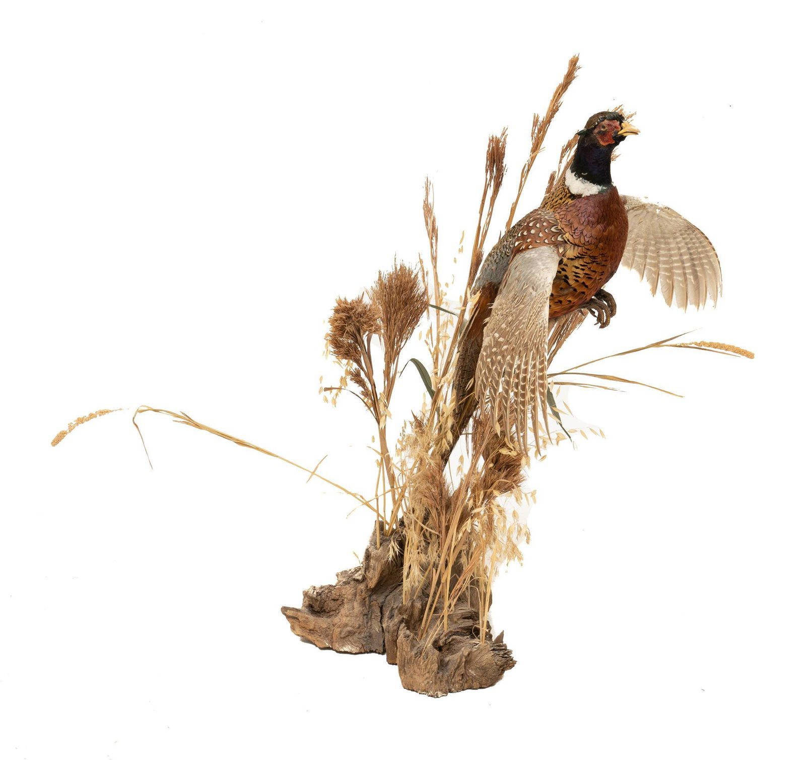 Taxidermy Pheasant (1 of 5)