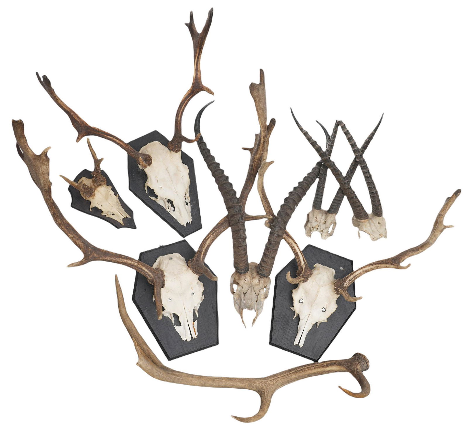 Collection of Vintage Deer Horn Taxidermy (1 of 5)