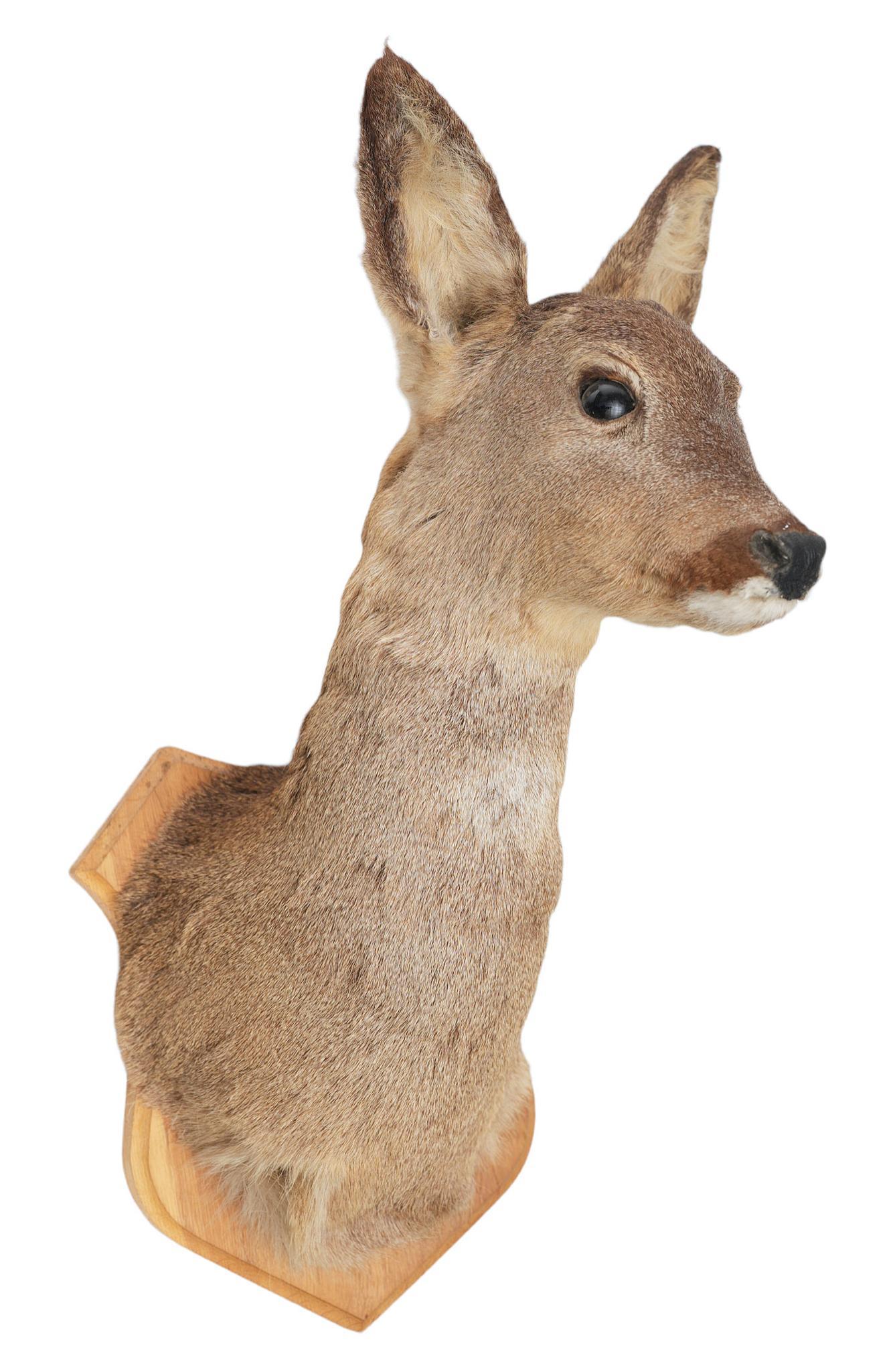 Vintage Deer Head Taxidermy Mount (1 of 3)