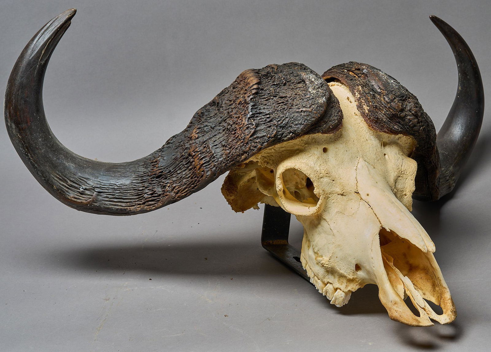 Vintage Cape Buffalo Skull Taxidermy (1 of 6)
