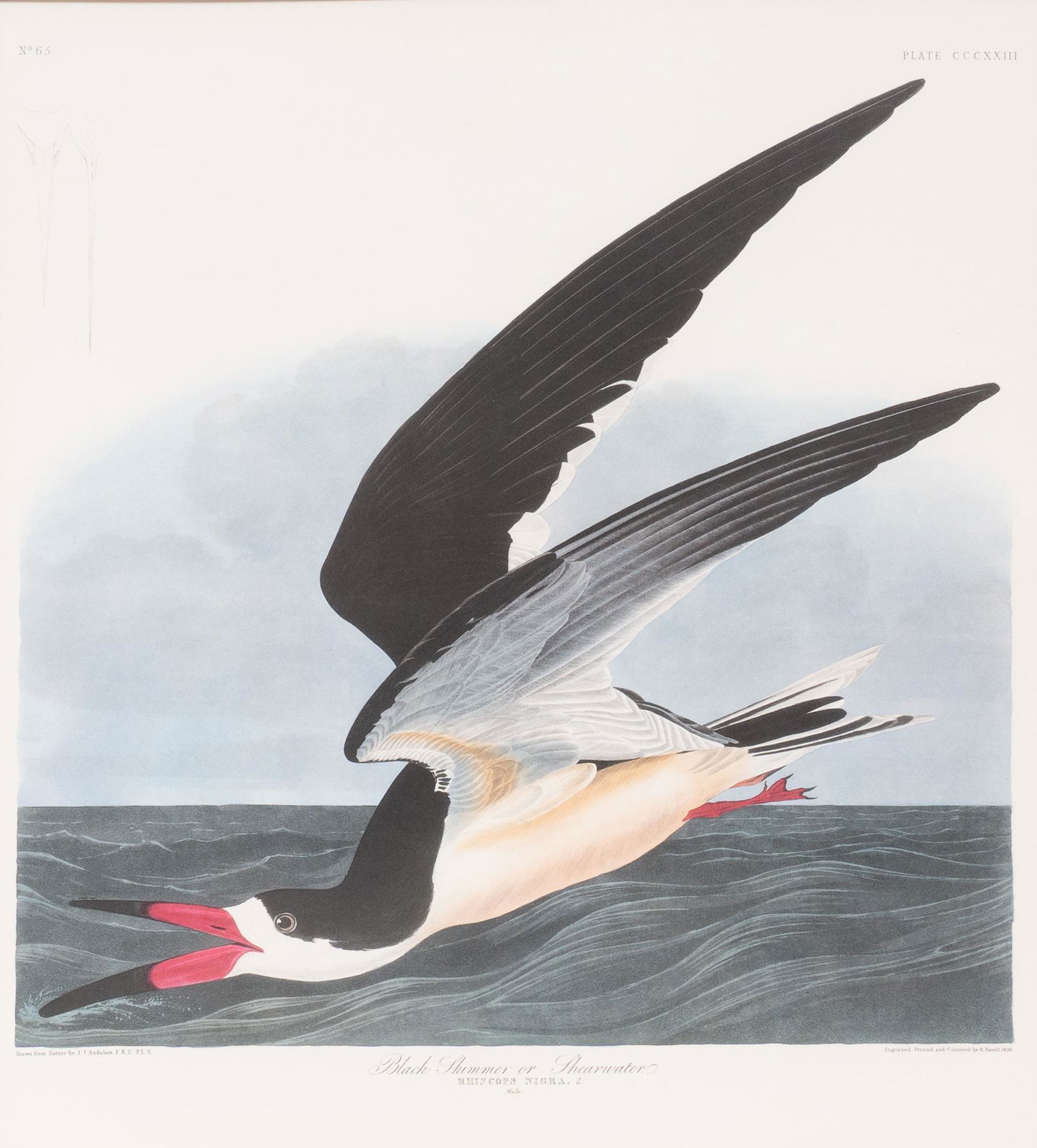 James Audubon, Black Skimmer or Shearwater (1 of 8)