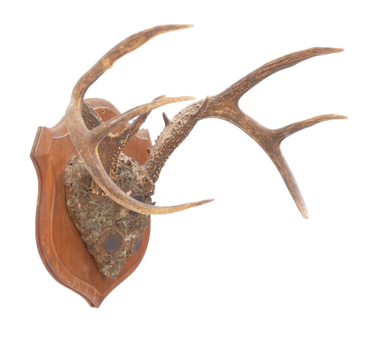 Vintage Whitetail Antler Taxidermy Mount (1 of 3)