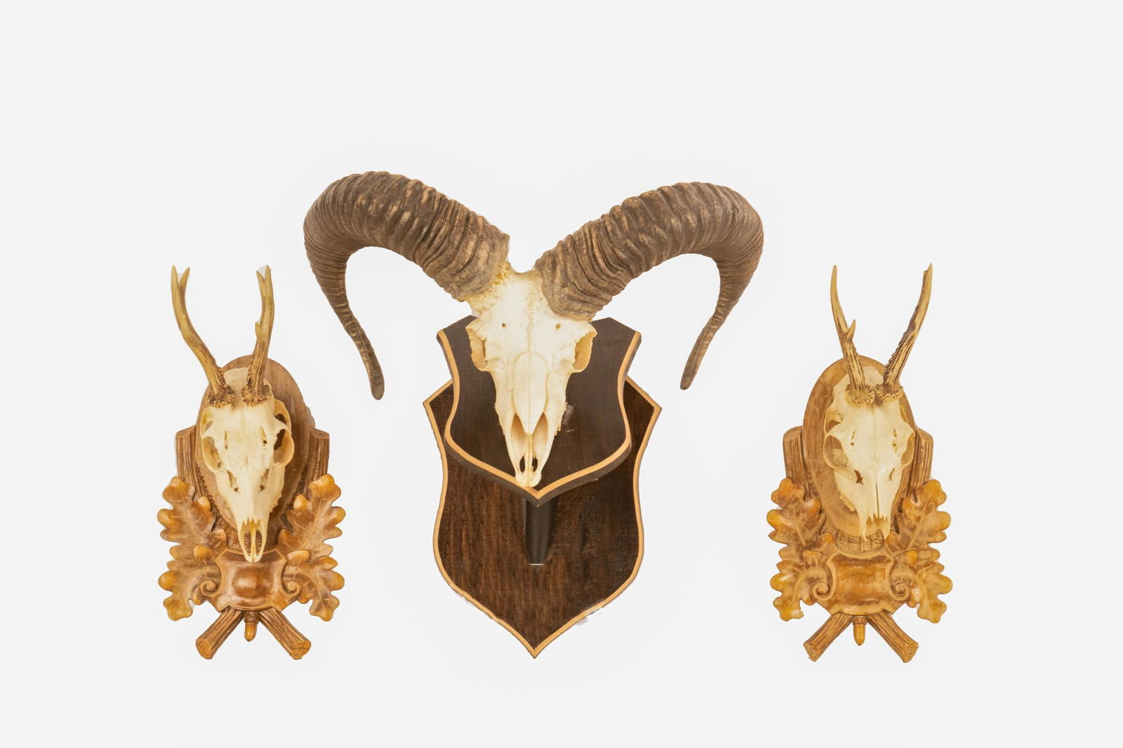 Collection of (3)  Mounted Taxidermy Skulls (1 of 5)