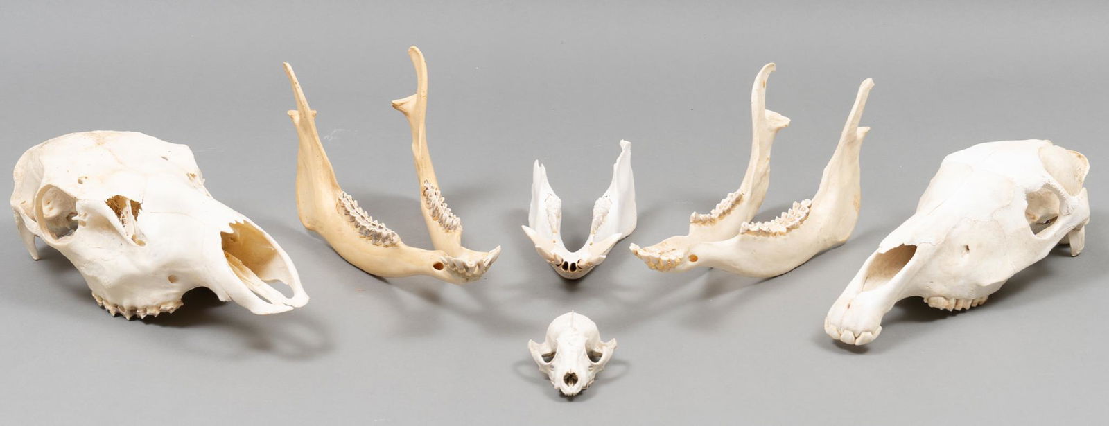 Collection of (6) Animal Skulls (1 of 7)
