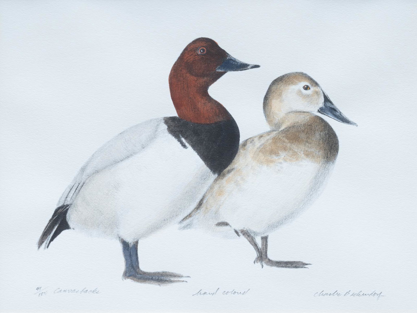 Charles Beckendorf (1930-1996), "Canvasback" (1 of 6)