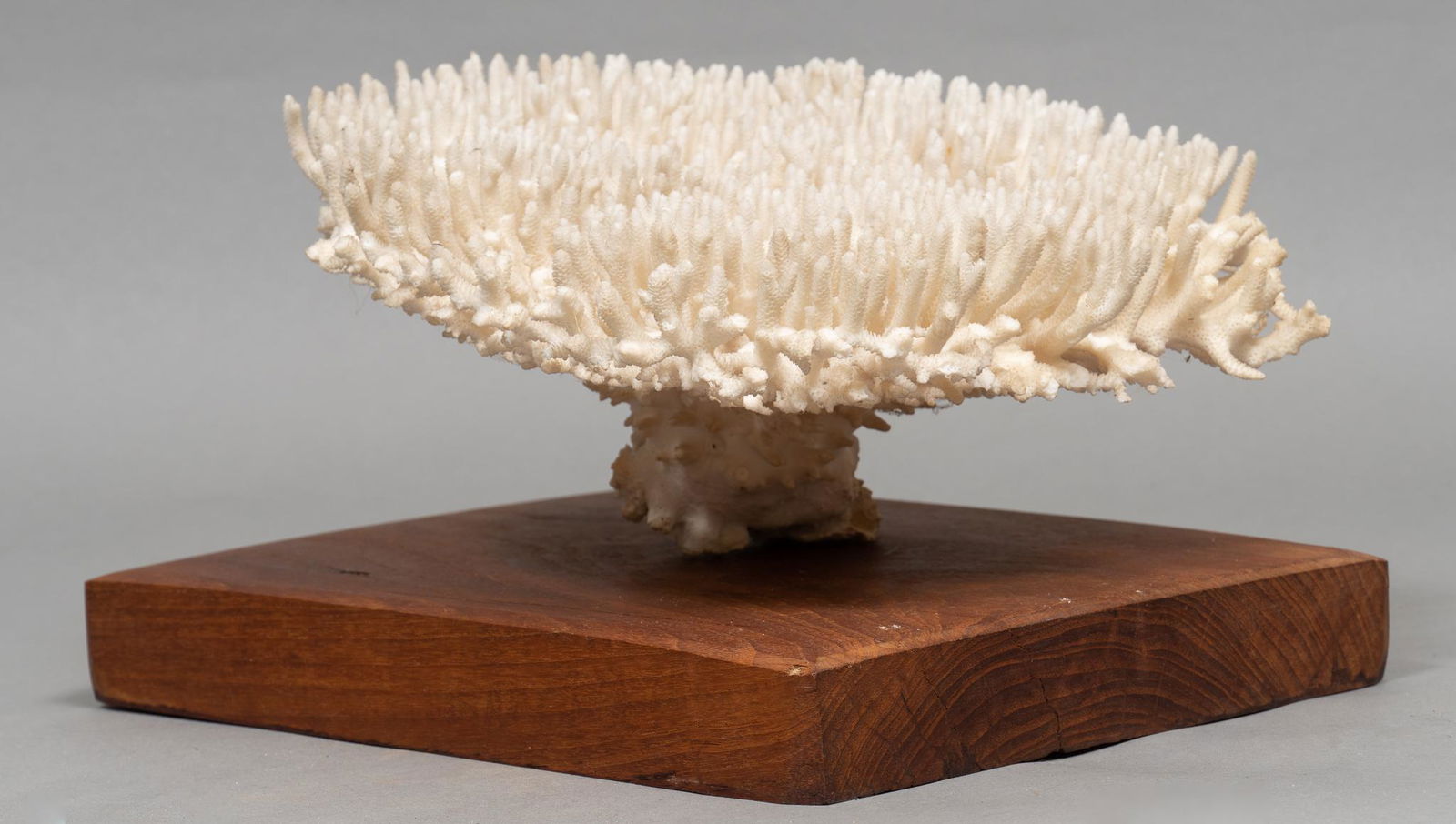 Coral Shelf Decor (1 of 5)