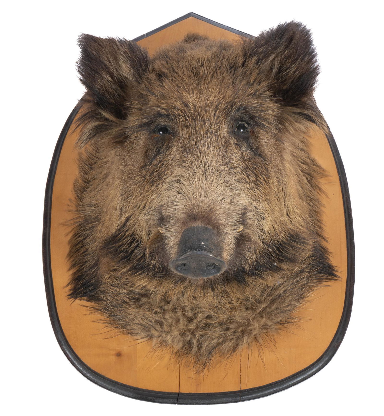 Vintage Wild Boar Shoulder Mount Display (1 of 4)