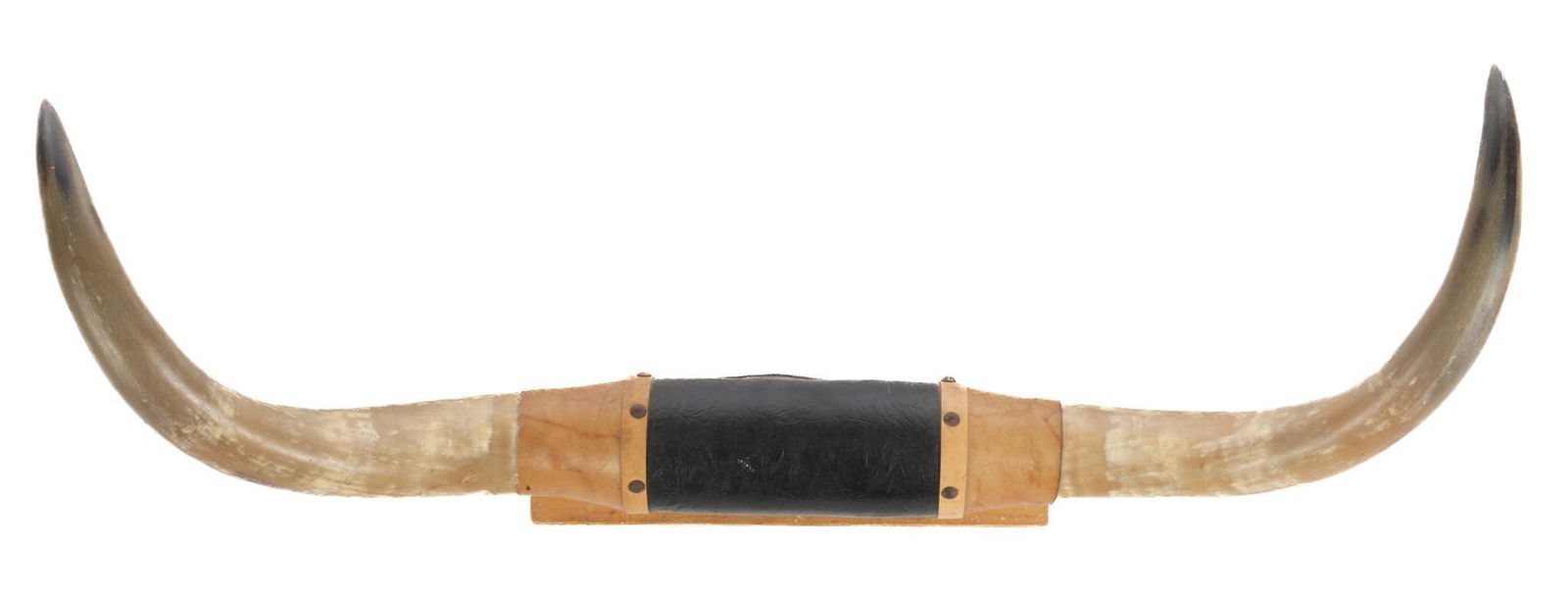 Mounted Longhorn Steer Horns (1 of 3)