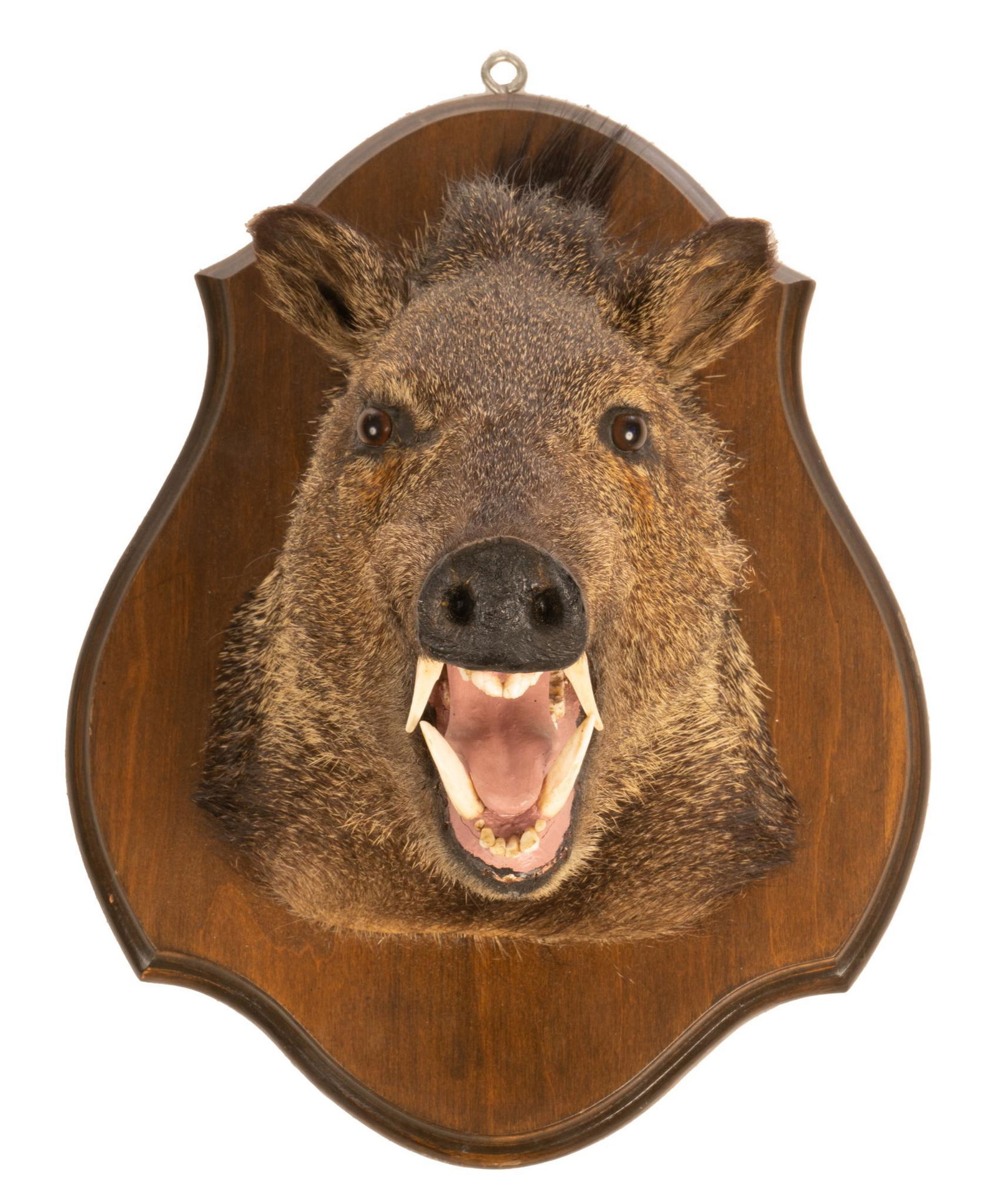 Vintage Javelina Shoulder Mount Display (1 of 2)