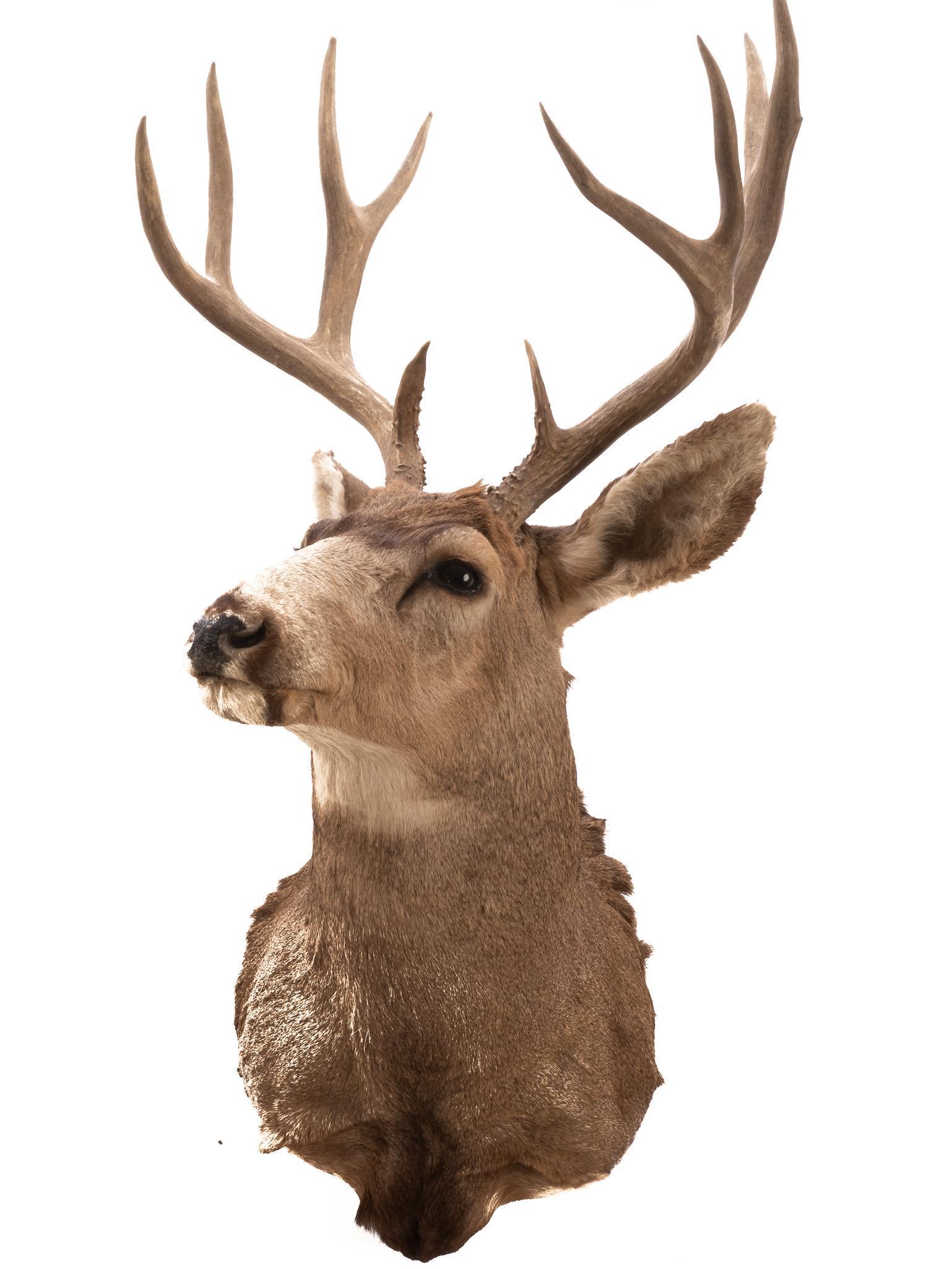 Vintage Mule Deer Taxidermy Mount (1 of 5)