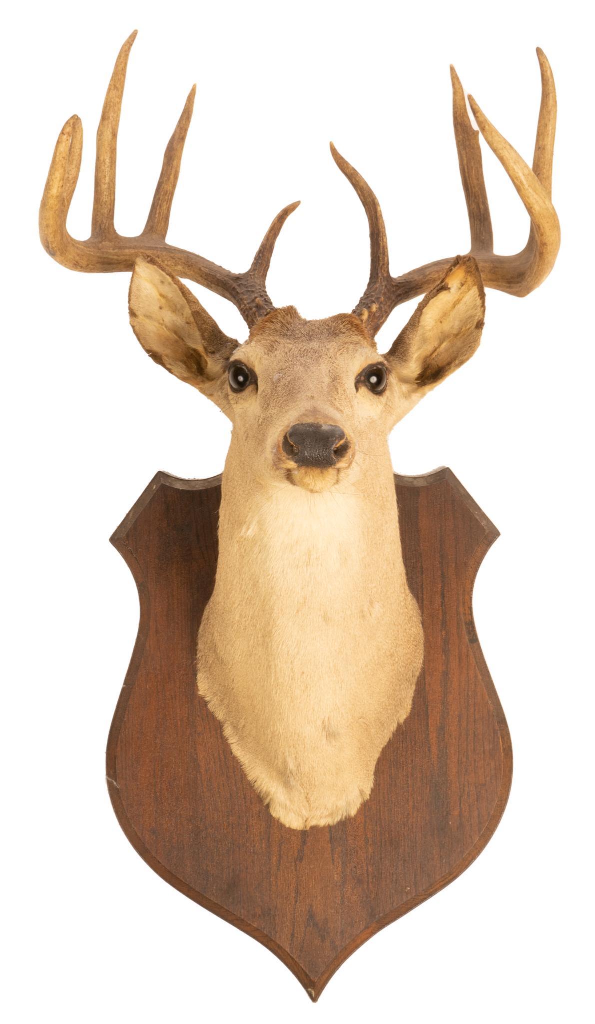 Vintage Taxidermy White Tail Deer Mount (1 of 2)