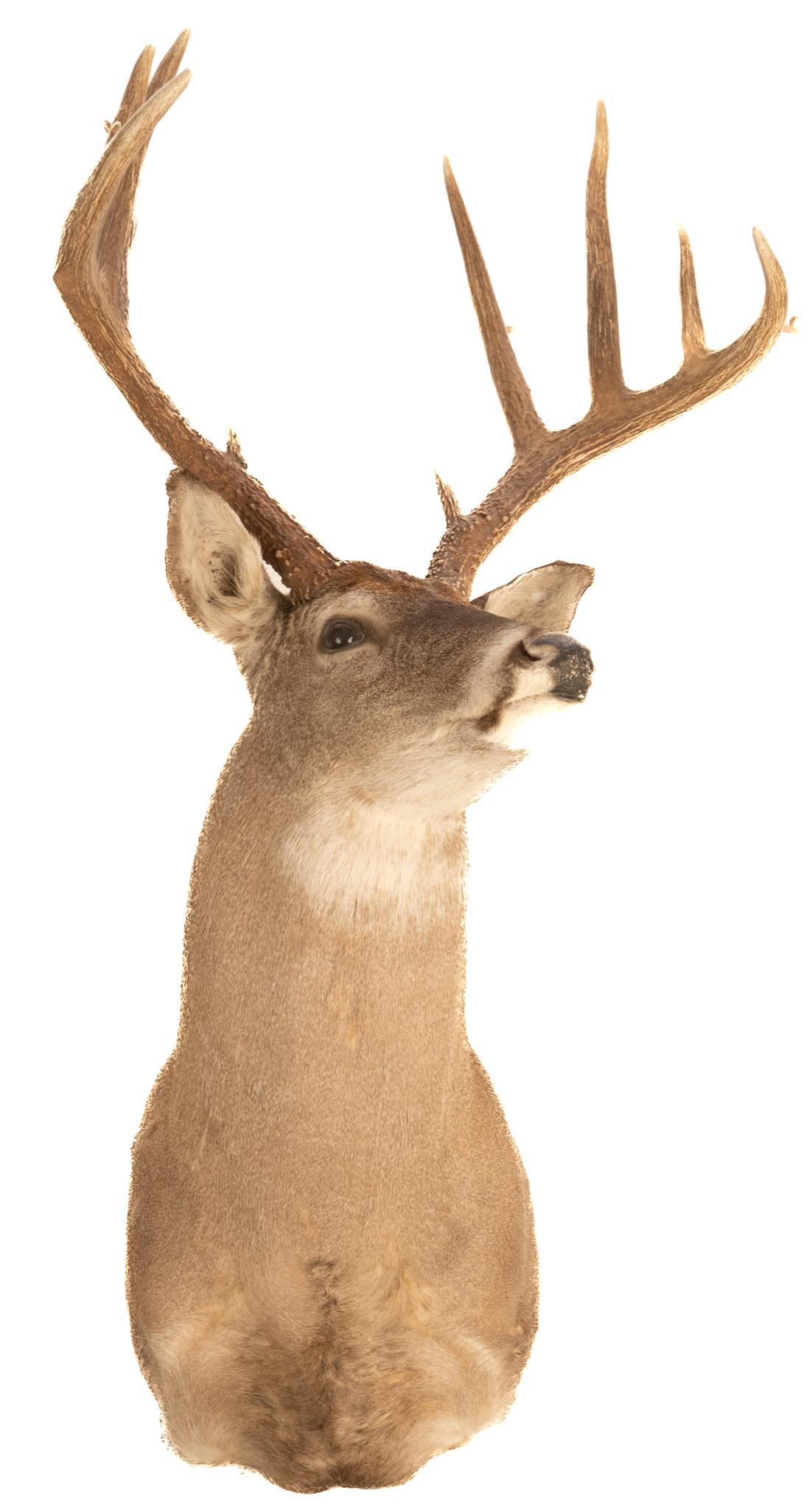 Vintage Taxidermy Mule Deer Mount (1 of 3)