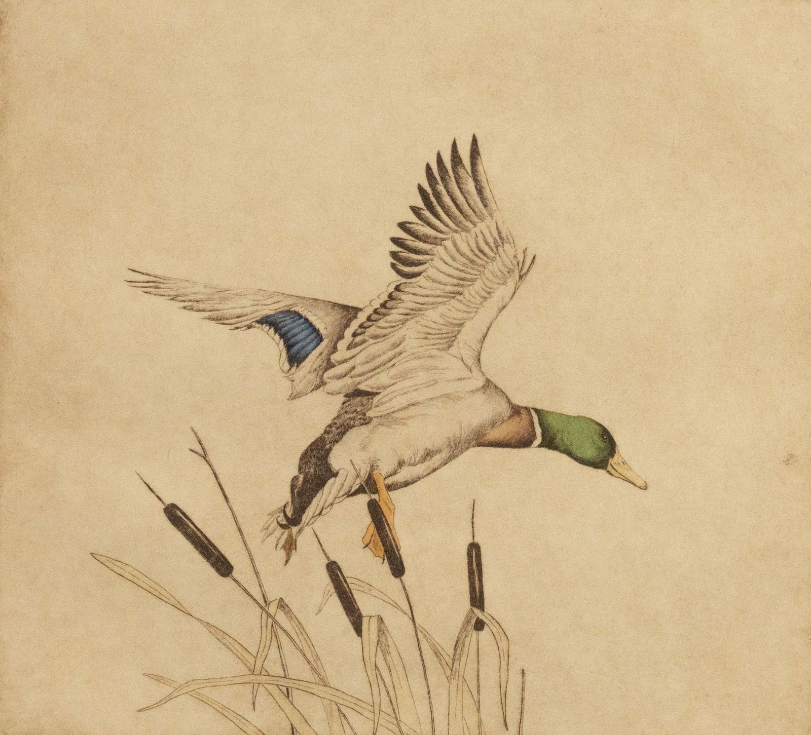 Melanie Fain (b. 1958, Boerne, TX), "Mallard Drake" (1 of 6)