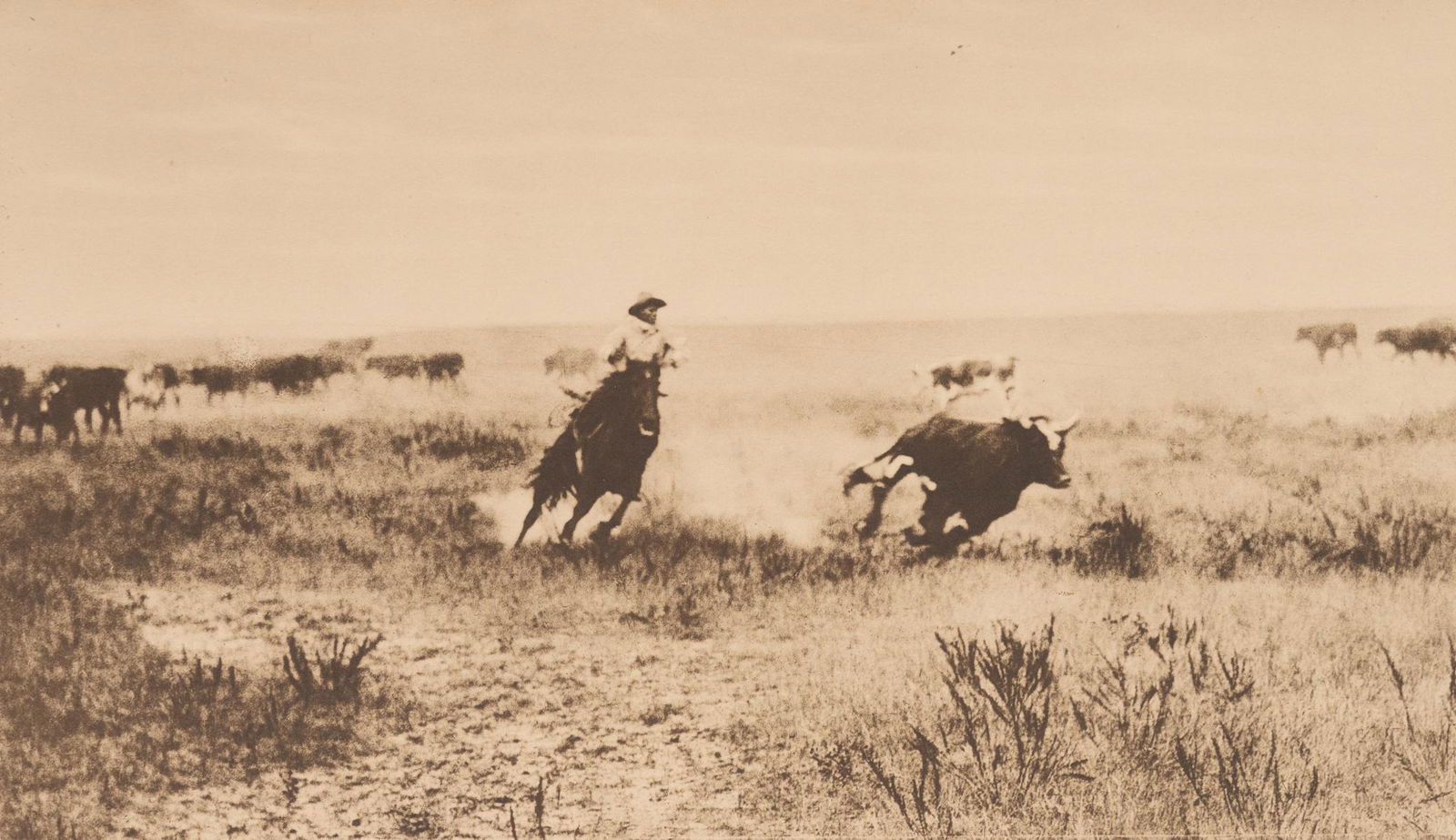 Laton A. Huffman (1854-1931), "Cutting Out a Steer", c. 1910 (1 of 6)