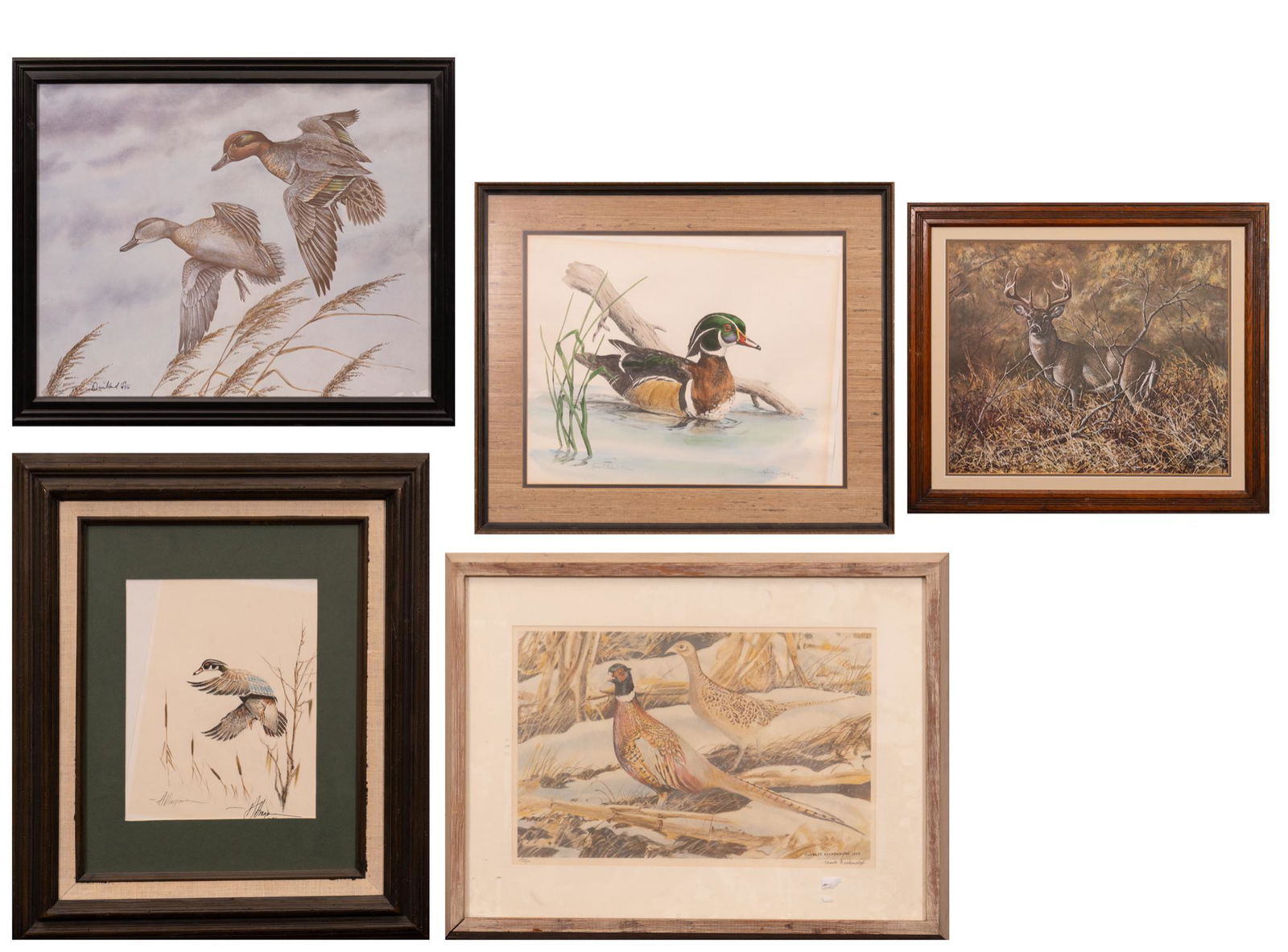 Texas Wildlife Prints (5) (1 of 20)