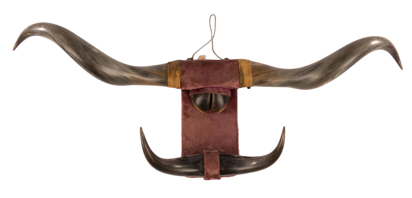 Longhorn Taxidermy Mount (1 of 3)